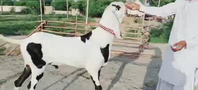 Desi Bakra Urgent For Sale CALL//03259242621