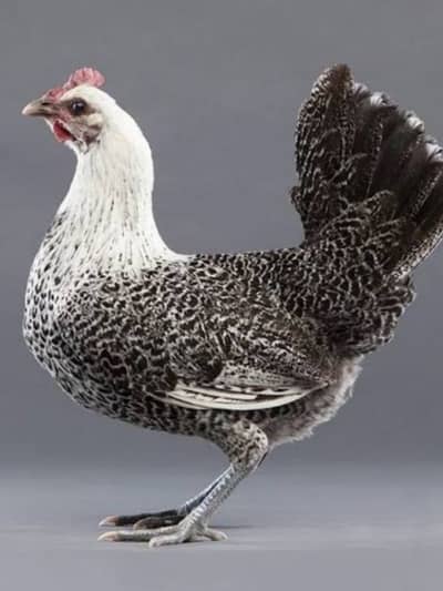 Pure fiyoumi dasi eggs available 03129929924