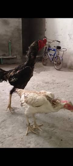 Aseel shamo / Japanese shamo / king size shamo for sale