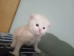 kitten for sale