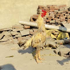 Aseel murga for sale age 1 saal sa nich hi ha