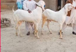 Qurbani