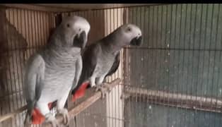 African Grey Pair with DNA 0.3. 3.5/4463139