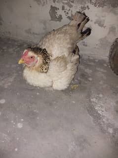 Kurk hen