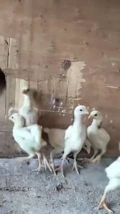 aseel