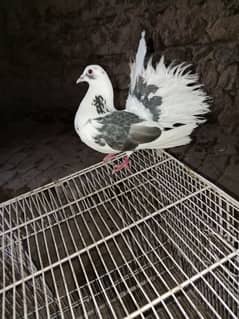 for sale