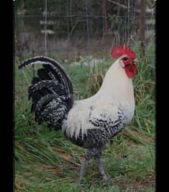 FYOUMI CHICKS AVALIABLE