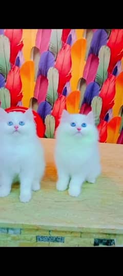 Persian cat for sale male or femalemy WhatsApp 03301750=780