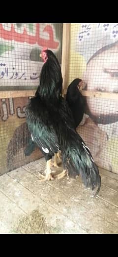 Aseel mushka pair