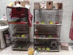 birds