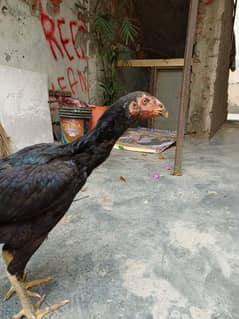 TOP QUALITY THAI CROSS PATTHA long tail