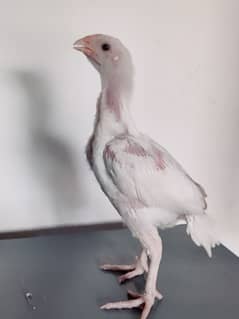 white Heera Aseel Chicks