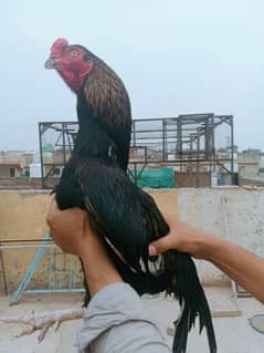 mushka