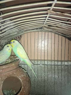 rainbow budgie's