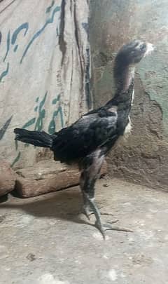 pure aseel long hight dragon Thai male chick for sale loker game birds