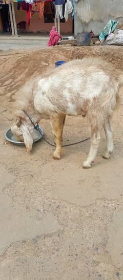 bakra