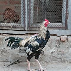 Aseel Murga for Sale