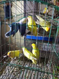 lovebirds