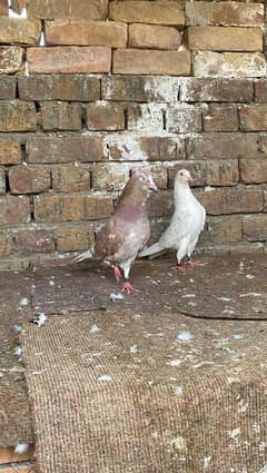 indian high flyer  jora for sale