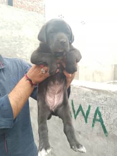 Labrador female puppy available