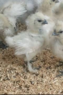 White Silkie chicks