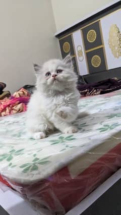 Ragdoll/triple