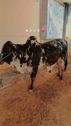 Qurbani