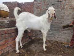 bakra