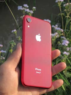 I phone Xr exchange Ofer