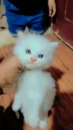 kitten