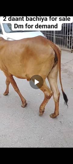 2 dant bachri for sale