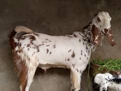 Bakra.