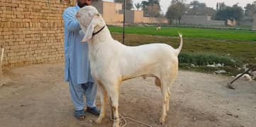 Qurbani Lagne Wala Desi Bakra For Sale CALL/03207353182