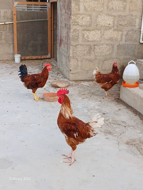 lohman brown male for sale 0