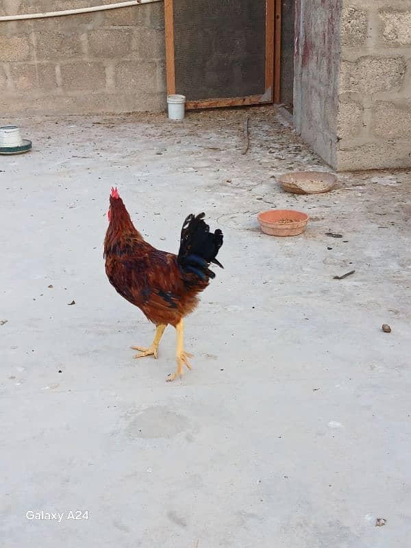 lohman brown male for sale 3
