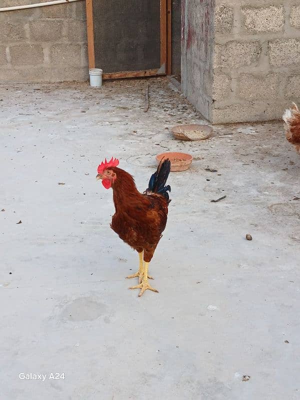 lohman brown male for sale 4
