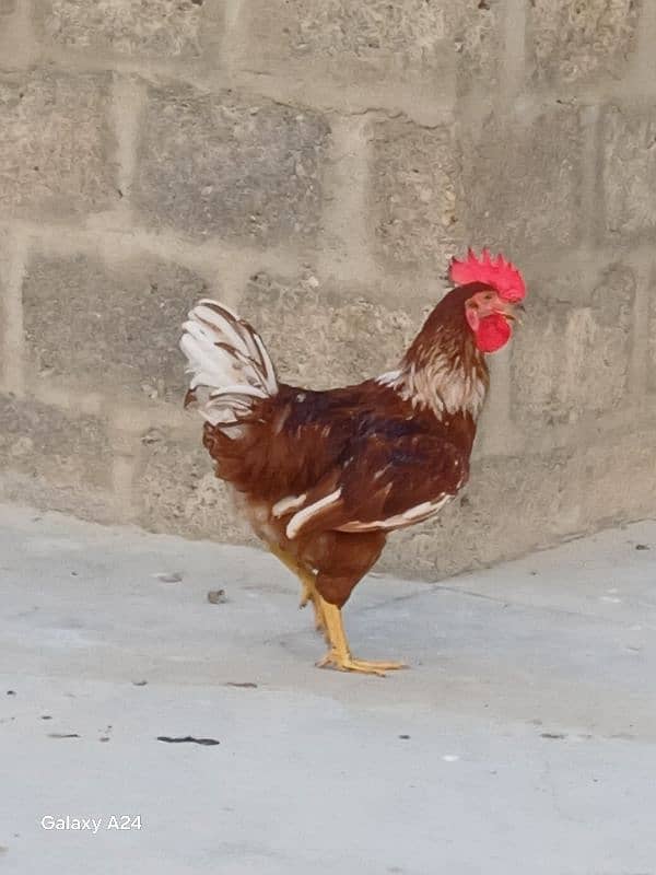 lohman brown male for sale 5