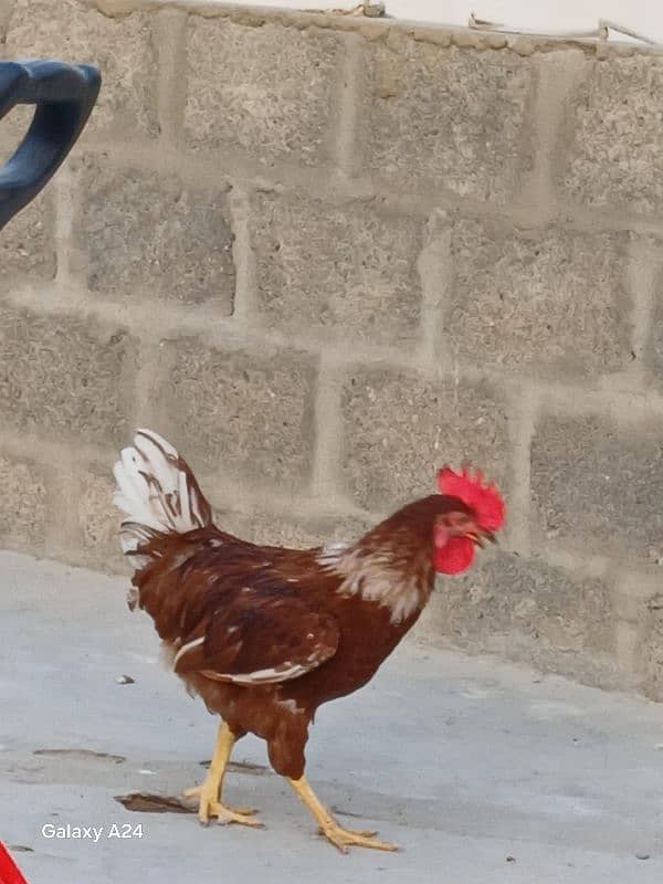lohman brown male for sale 6
