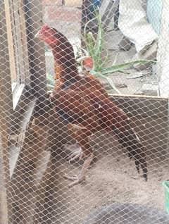 shamo