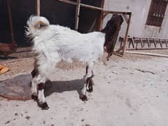 bakri
