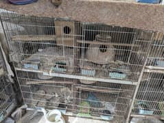 cage
