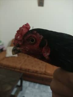 aseel murgah