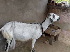dogli