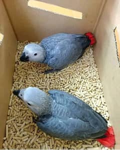 African grey parrot chicks for sale 03267238894