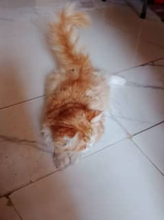 Persian