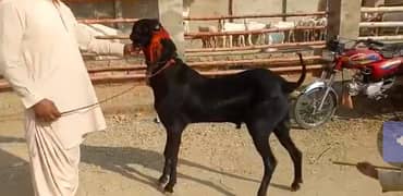 Qurbani Lagne Wala Desi Bakra For Sale CALL/03207353182