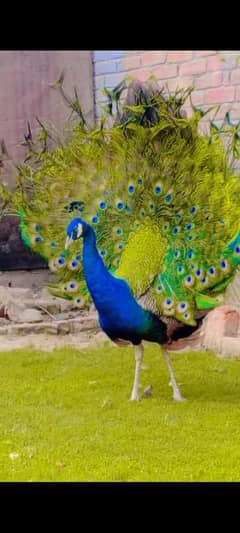 Blue and black shoulder peacocks