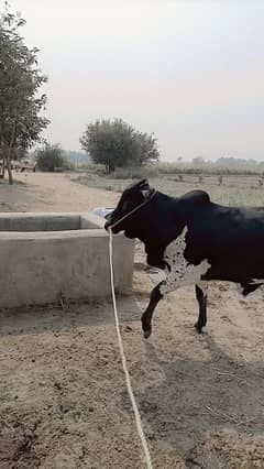 Cholistani Bachra | Dhani Bachra | Qurbani Bull | cow |