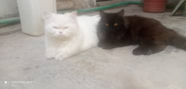For Sale: Beautiful Black Triple-Coat Persian Cat
