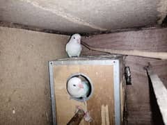 2 albino love bird pairs for sale